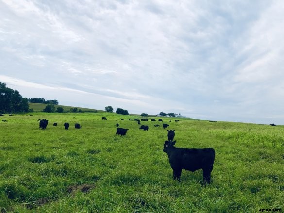 waugh_cattle_grazing